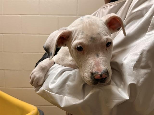 Enlarge MORGAN WALLEN, a Adoptable mixed breed in Colorado Springs, CO image 1/1