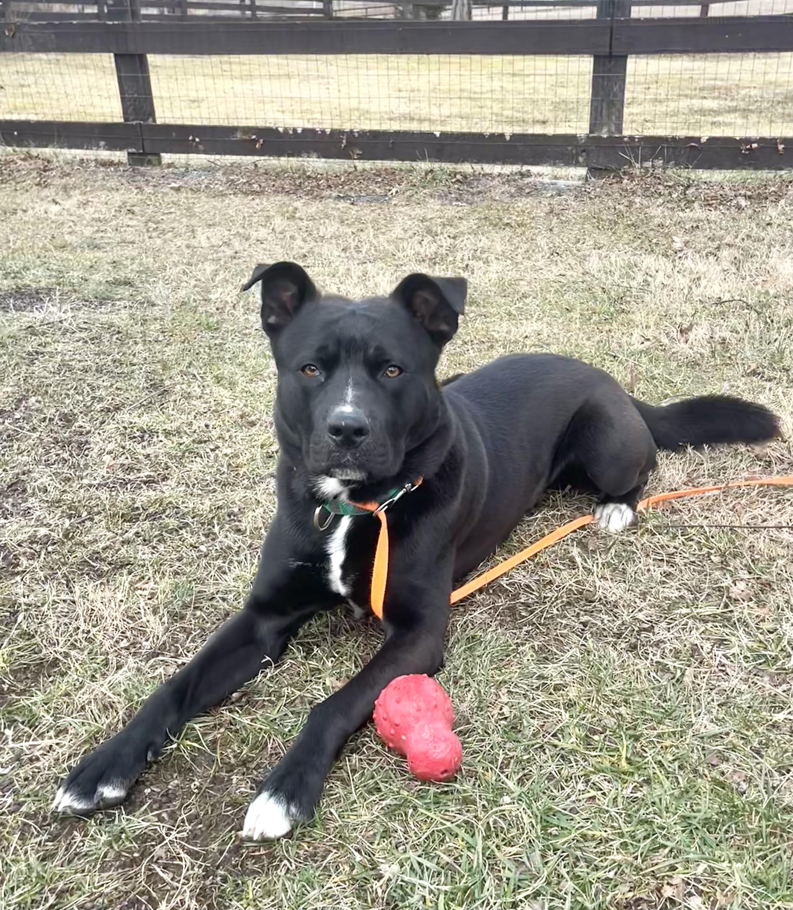 Astro, Adoptable, Adult Male Mixed Breed.