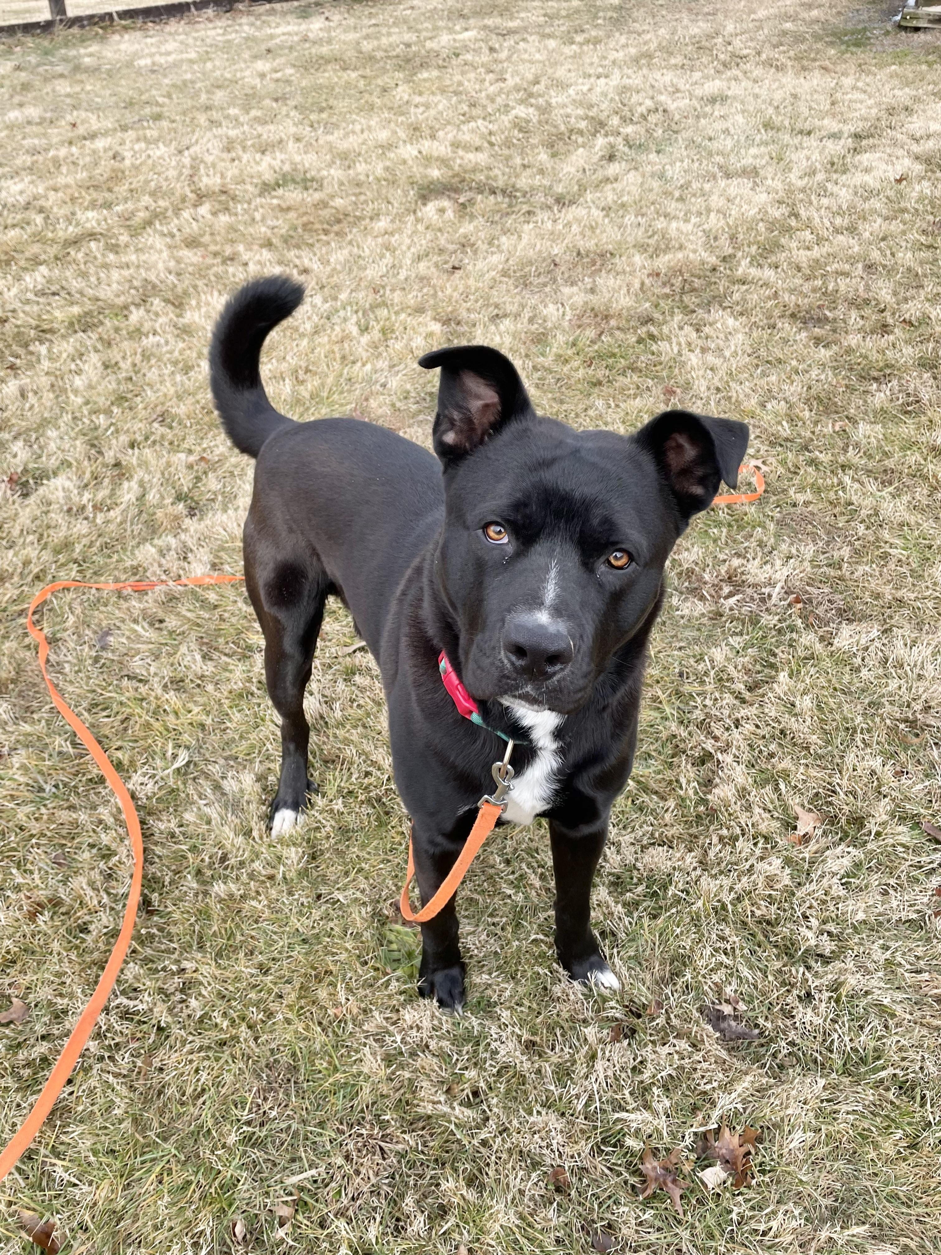 Enlarge Astro, a Adoptable Mixed Breed in Fairfax, VA image 3/3