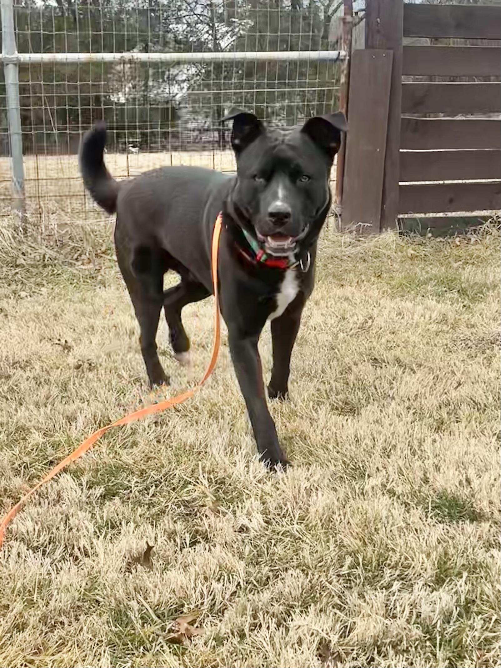 Enlarge Astro, a Adoptable Mixed Breed in Fairfax, VA image 2/3