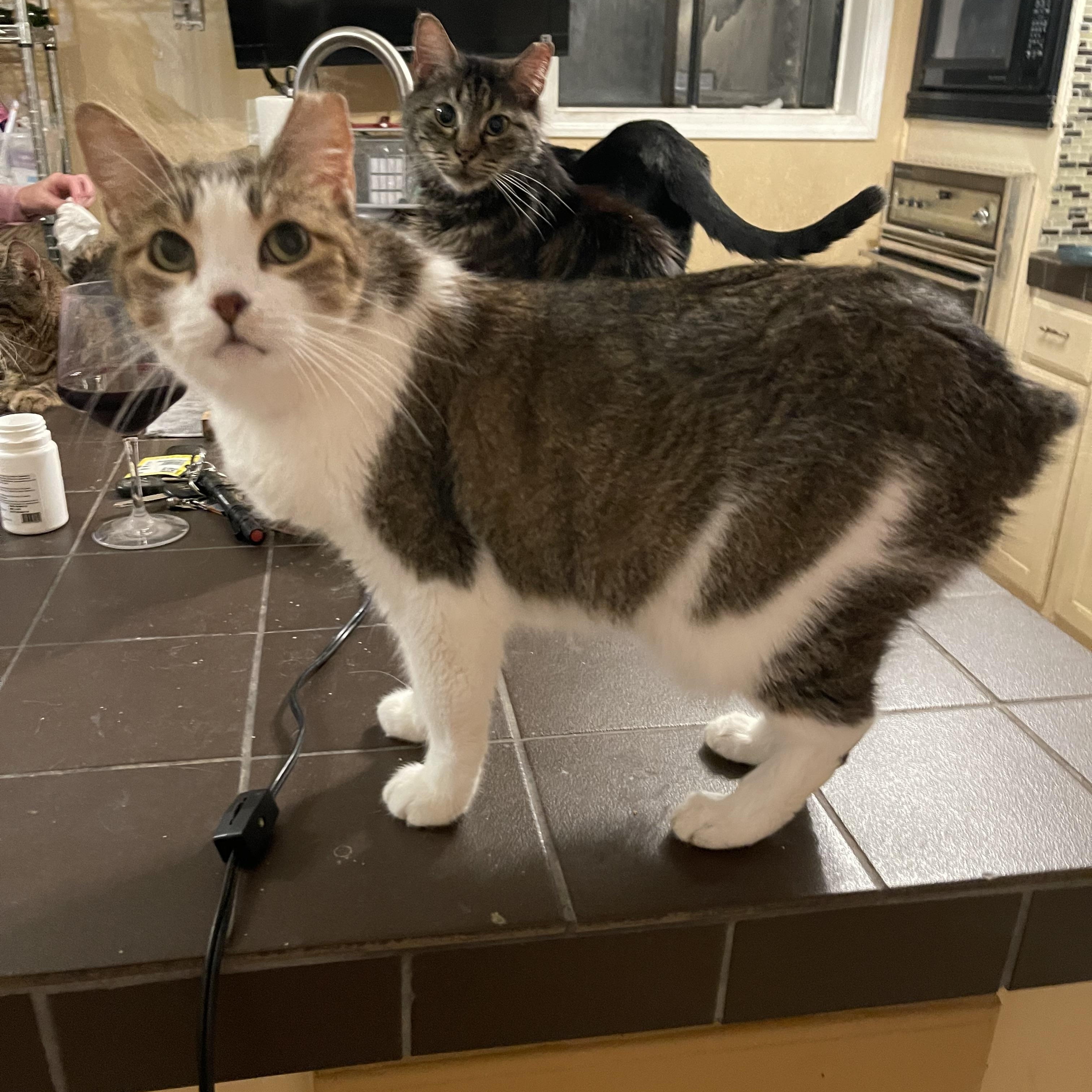 Bunny, a Adoptable mixed breed in san antonio, TX image 1/3