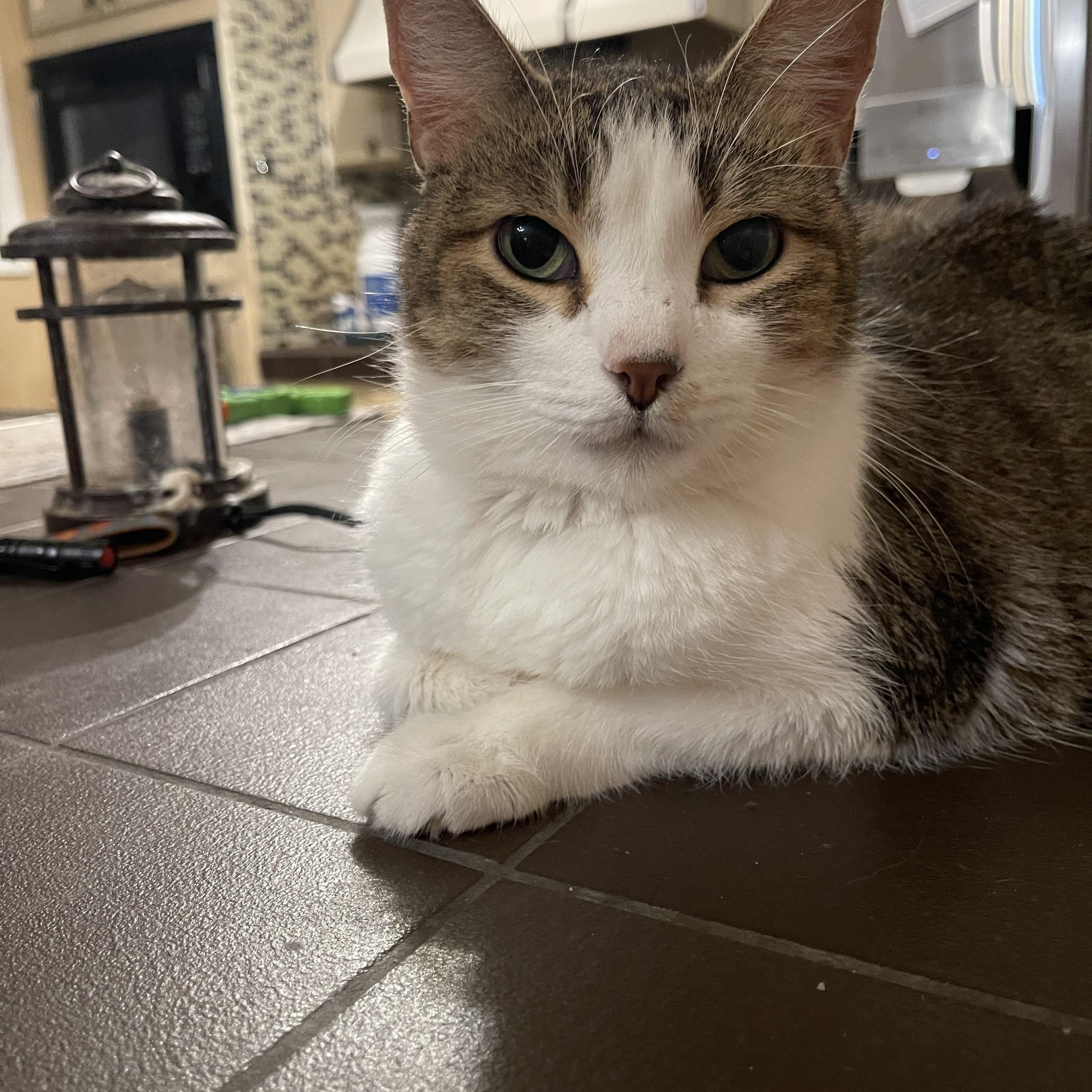 Bunny, a Adoptable mixed breed in san antonio, TX image 3/3