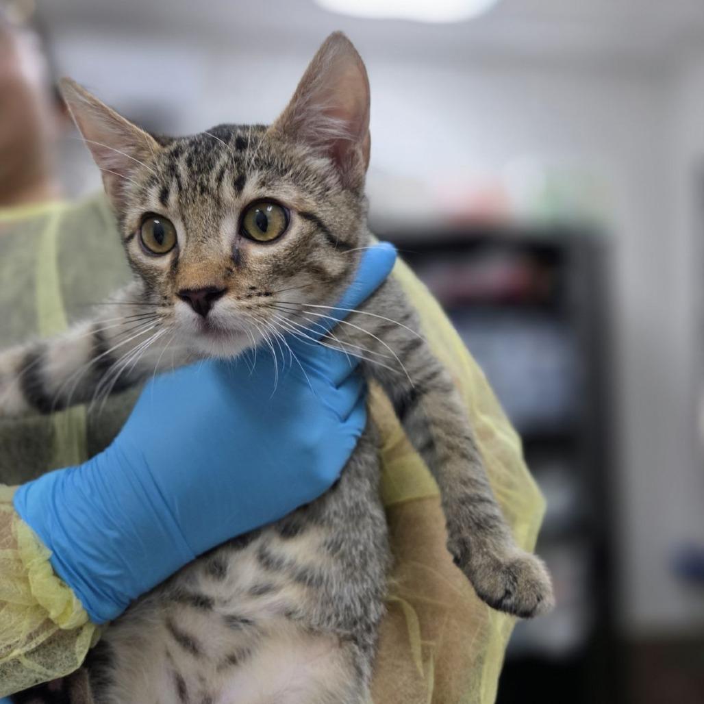 Jonah, a Adoptable Domestic Short Hair in Incline Village, NV image 1/3
