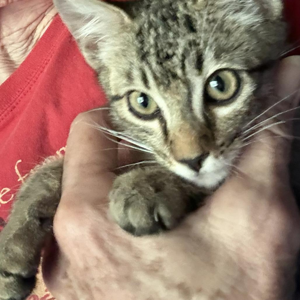 Jonah, a Adoptable Domestic Short Hair in Incline Village, NV image 2/3
