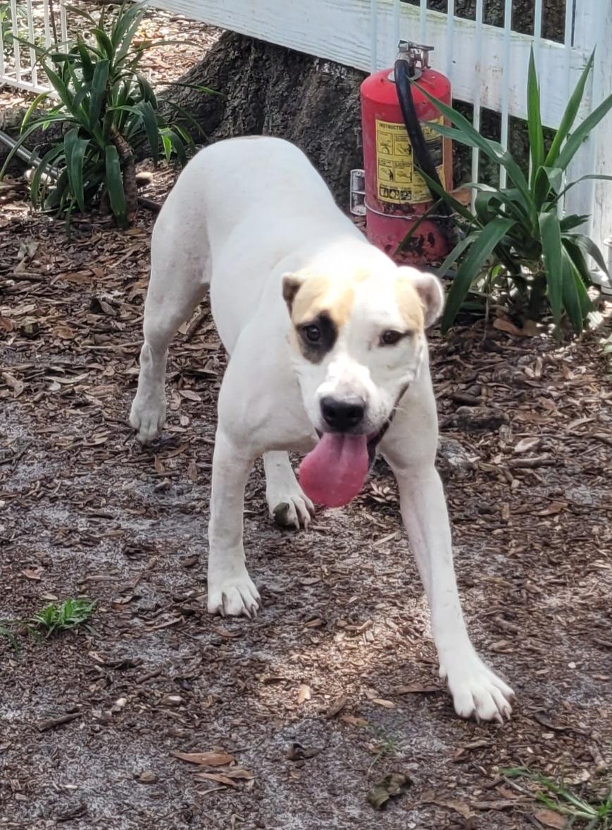 Enlarge Christine, a ADOPTABLE mixed breed in Chiefland, FL image 1/2