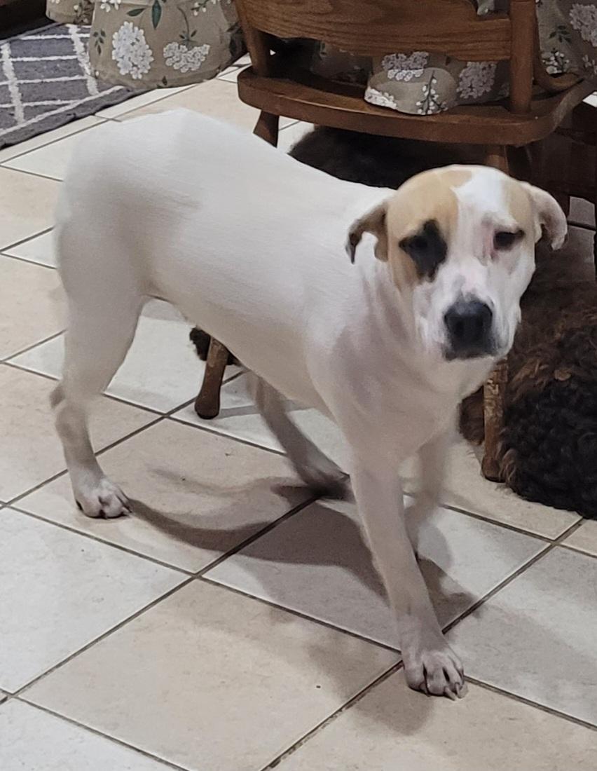 Christine, ADOPTABLE, Young Female Shar-Pei & Hound.