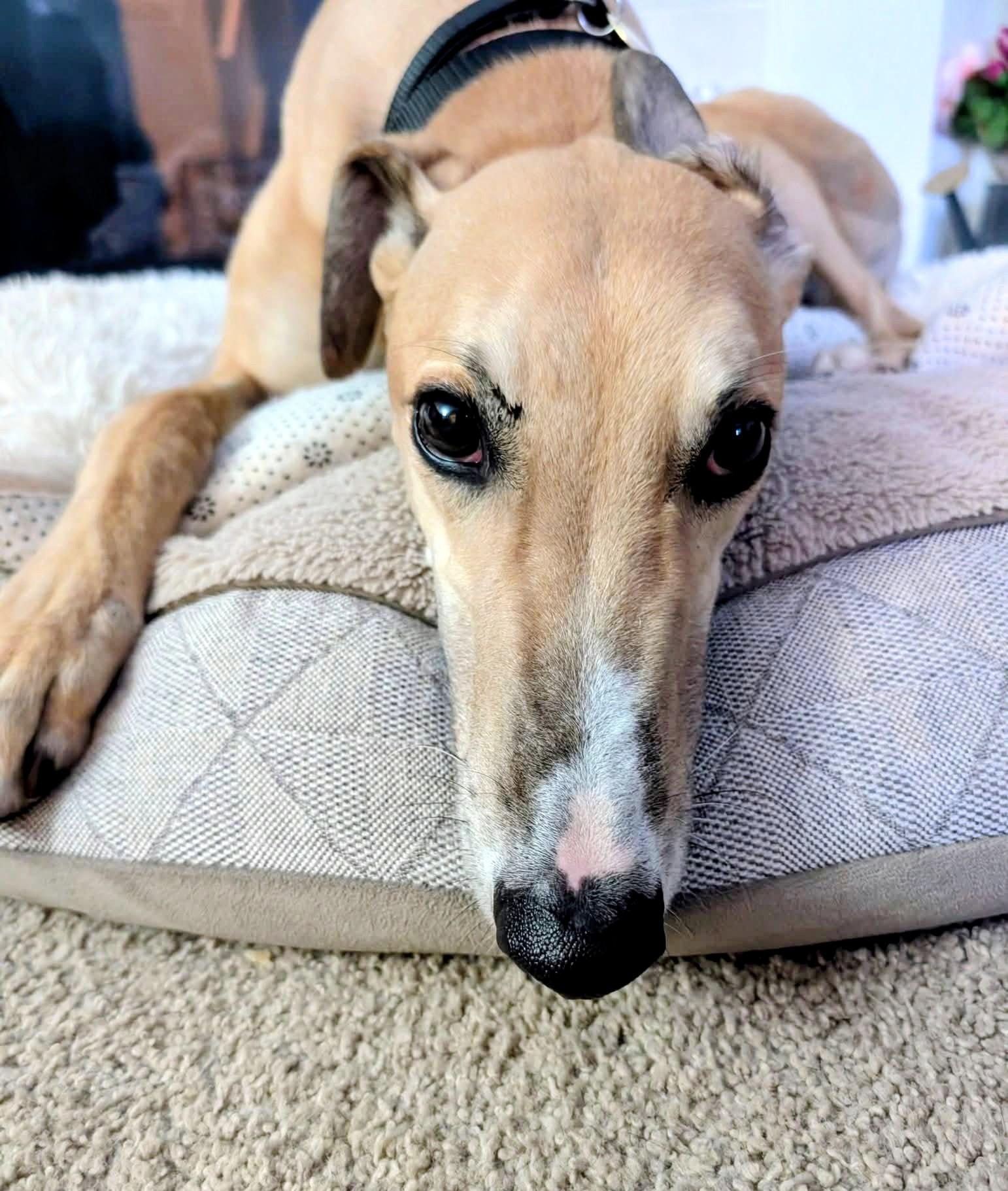 Enlarge Eric, a ADOPTABLE Greyhound in Seattle, WA image 2/2