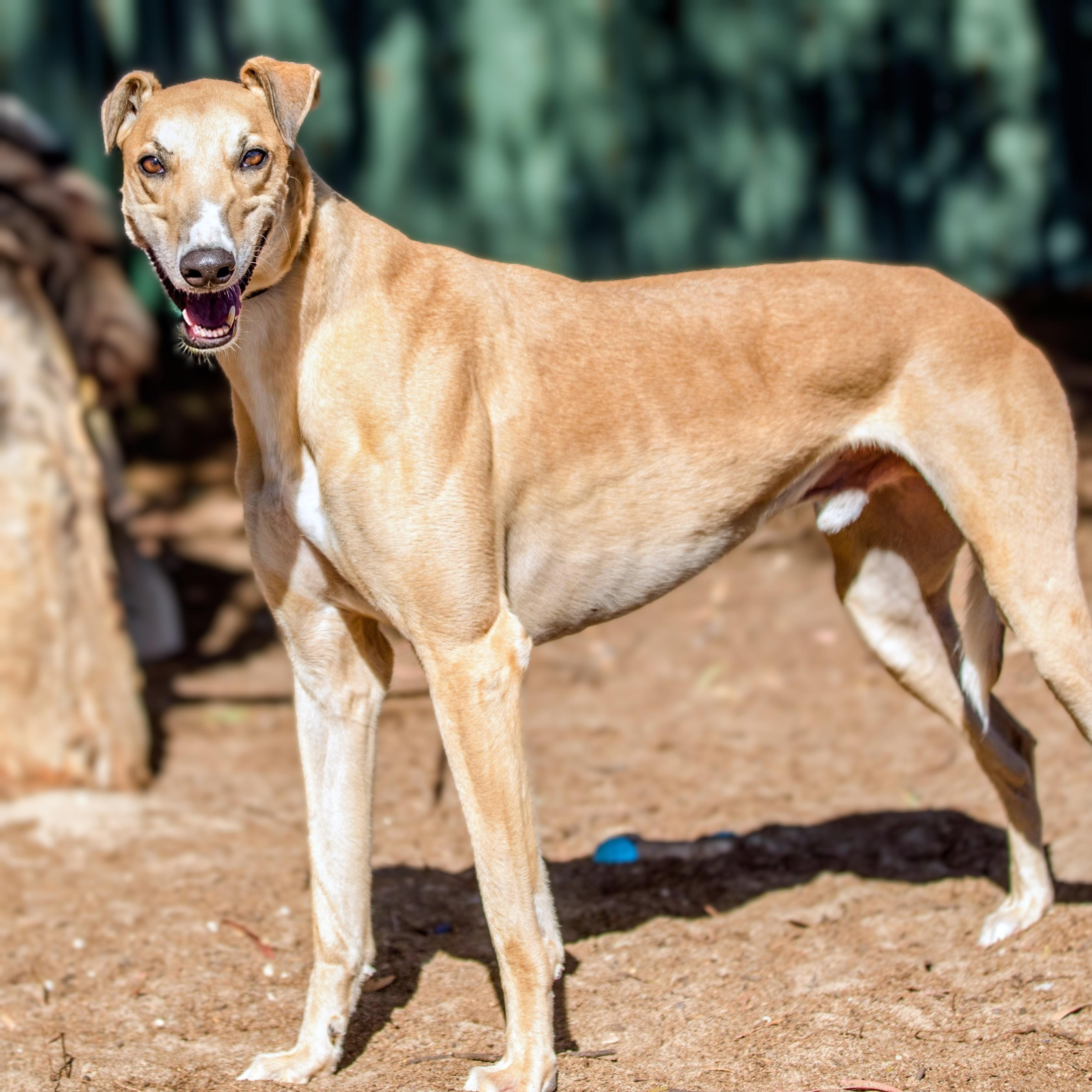 Enlarge Eric, a ADOPTABLE Greyhound in Seattle, WA image 1/1