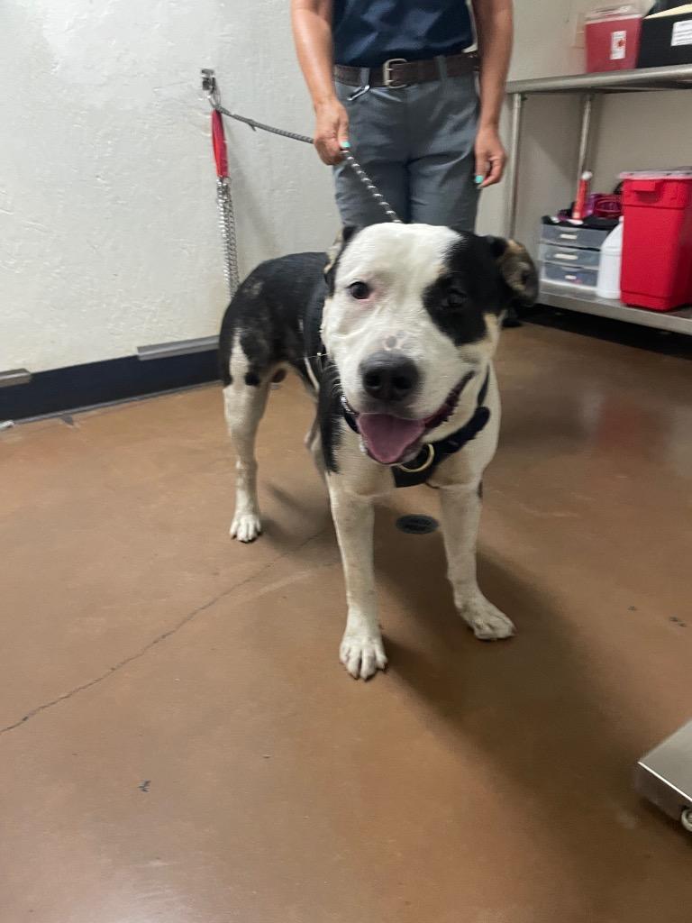 Enlarge Harley, a Adoptable mixed breed in Chico, CA image 1/2