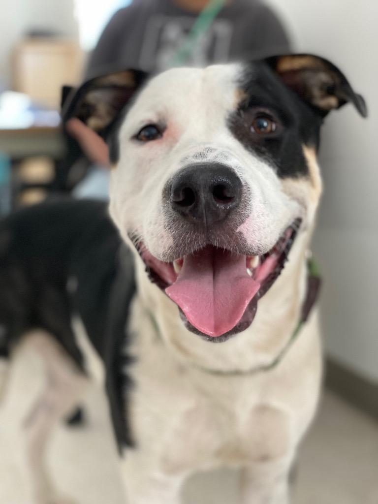 Enlarge Harley, a Adoptable mixed breed in Chico, CA image 2/2