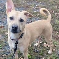 CHLOE, a ADOPTABLE mixed breed in Chicopee, MA image 2/5