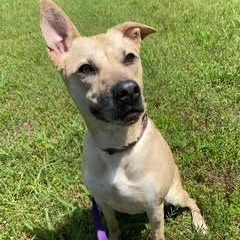 CHLOE, ADOPTABLE, Young Female Carolina Dog.