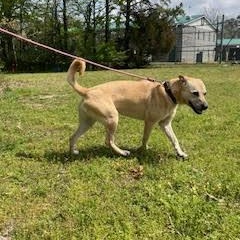 CHLOE, a ADOPTABLE mixed breed in Chicopee, MA image 5/5