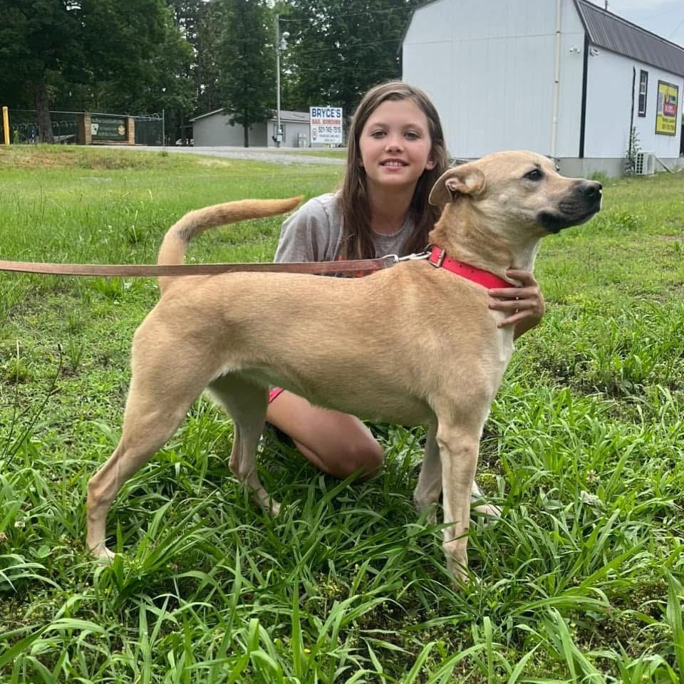 CHLOE, a ADOPTABLE mixed breed in Chicopee, MA image 3/5