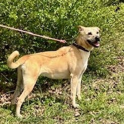 CHLOE, a ADOPTABLE mixed breed in Chicopee, MA image 4/5