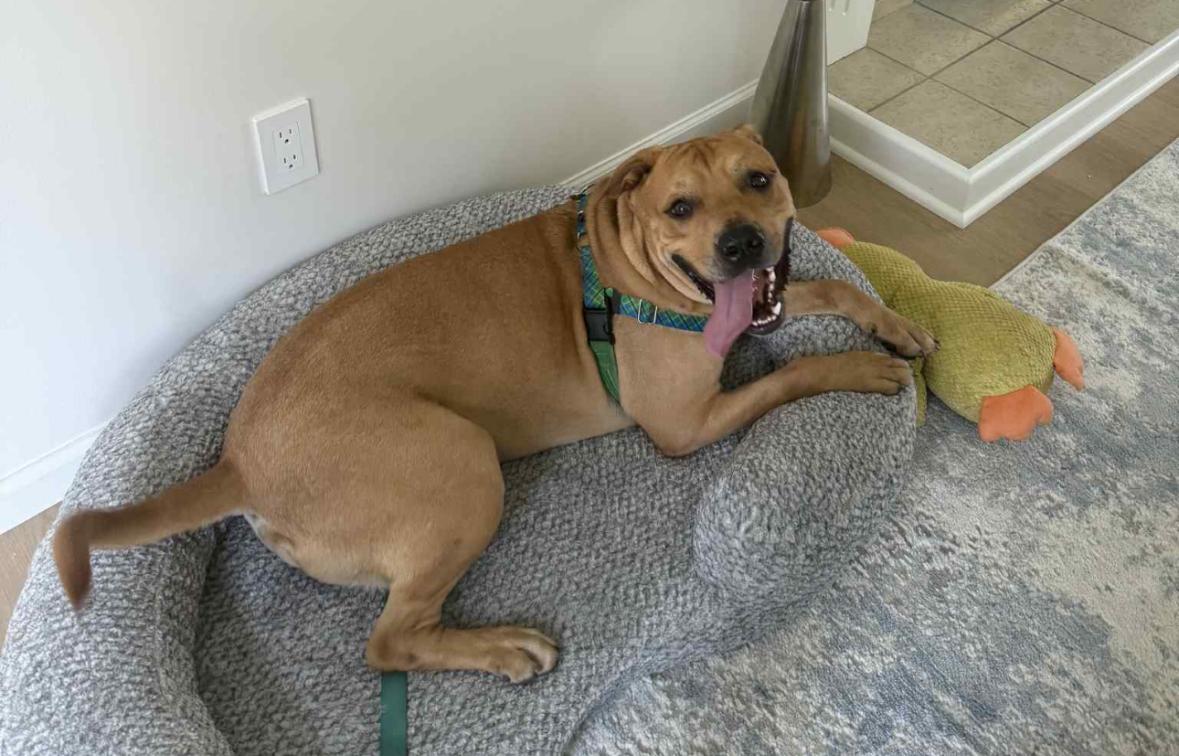 Enlarge SOS! Mateo - The Meatball SOS!, a ADOPTABLE mixed breed in CHICAGO, IL image 5/6