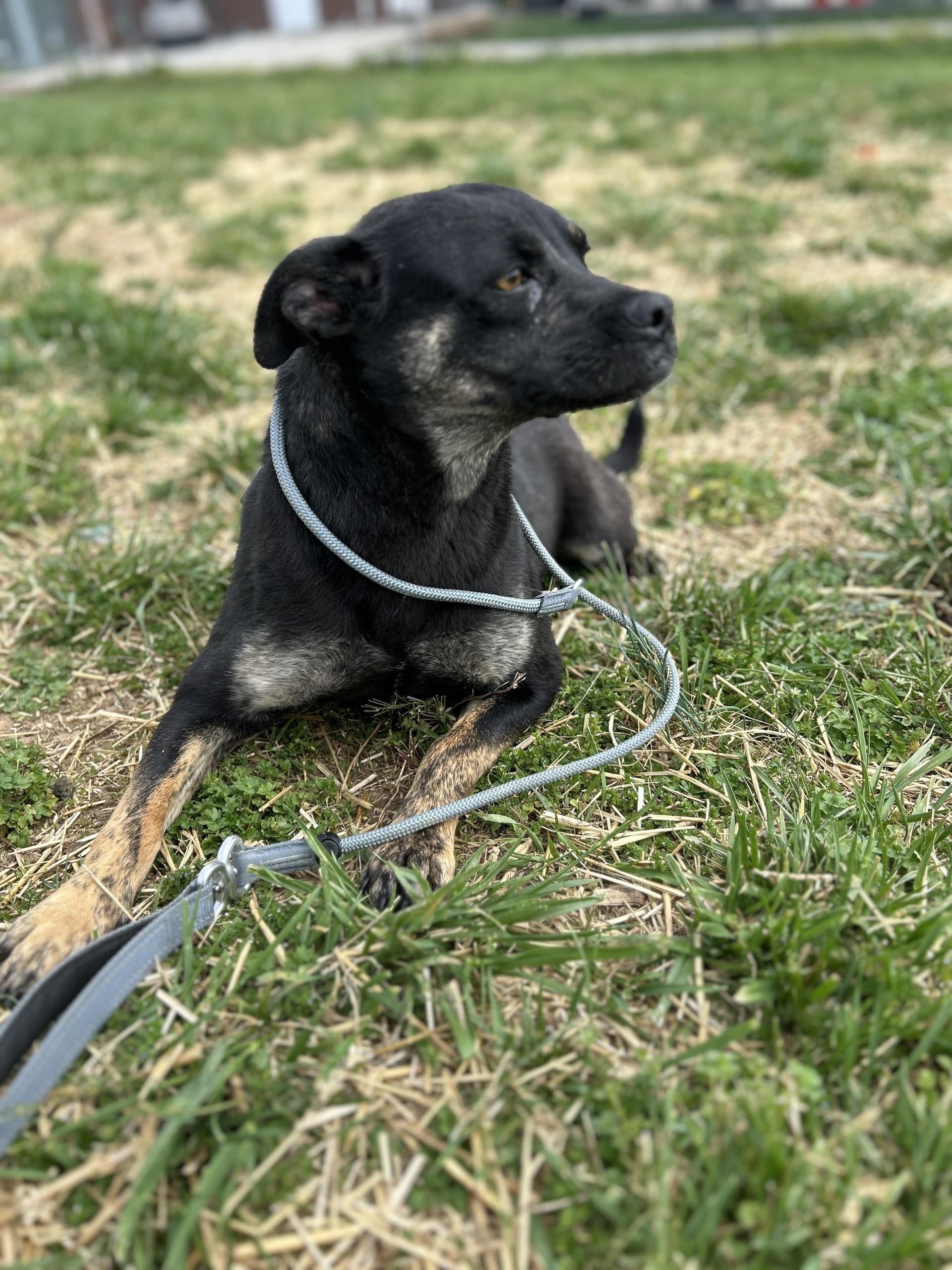 Enlarge Raya, a ADOPTABLE mixed breed in Mount Sterling, KY image 1/1