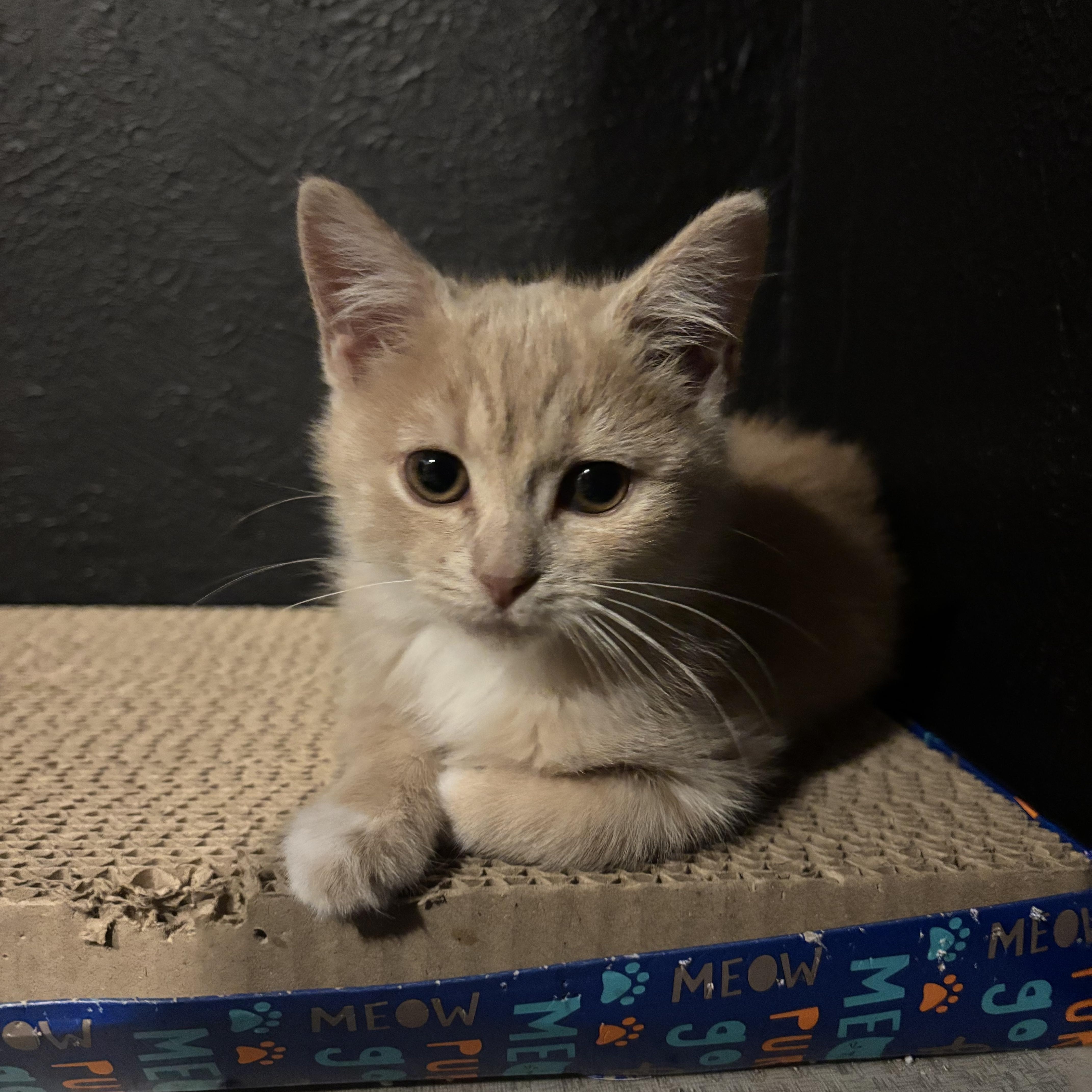 Enlarge George, a ADOPTABLE American Shorthair in Brookville, PA image 1/3