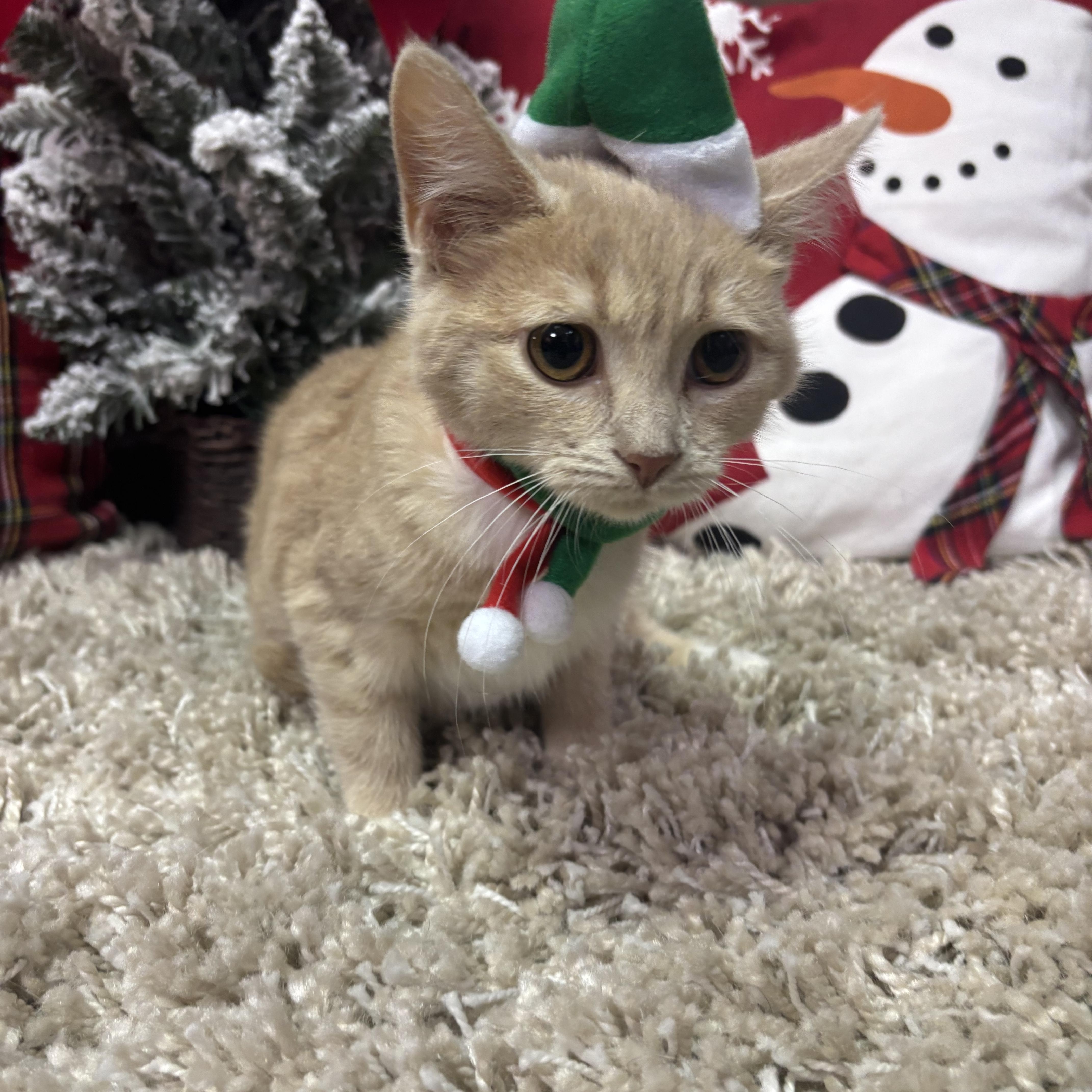 Enlarge George, a ADOPTABLE American Shorthair in Brookville, PA image 2/3