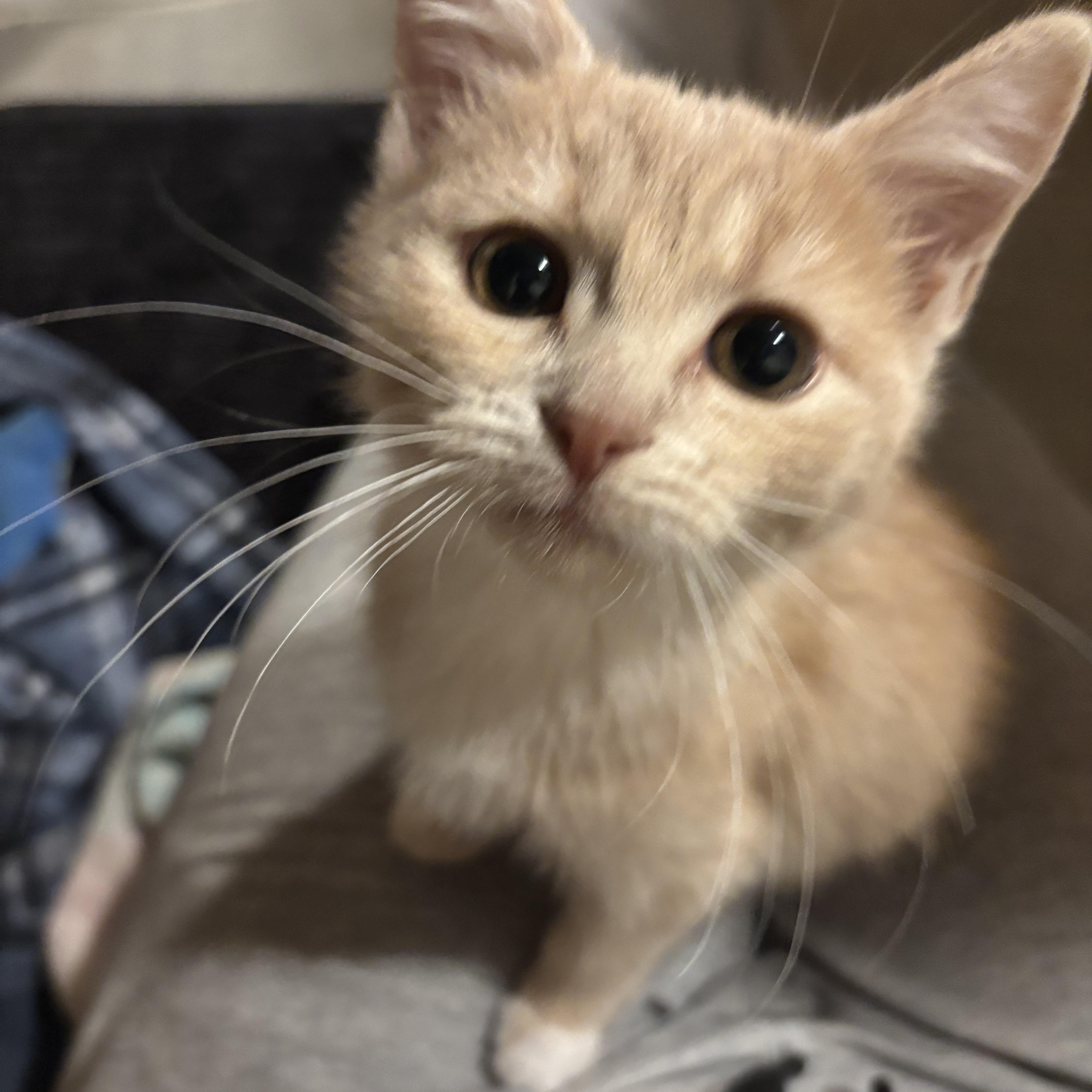 Enlarge George, a ADOPTABLE American Shorthair in Brookville, PA image 3/3