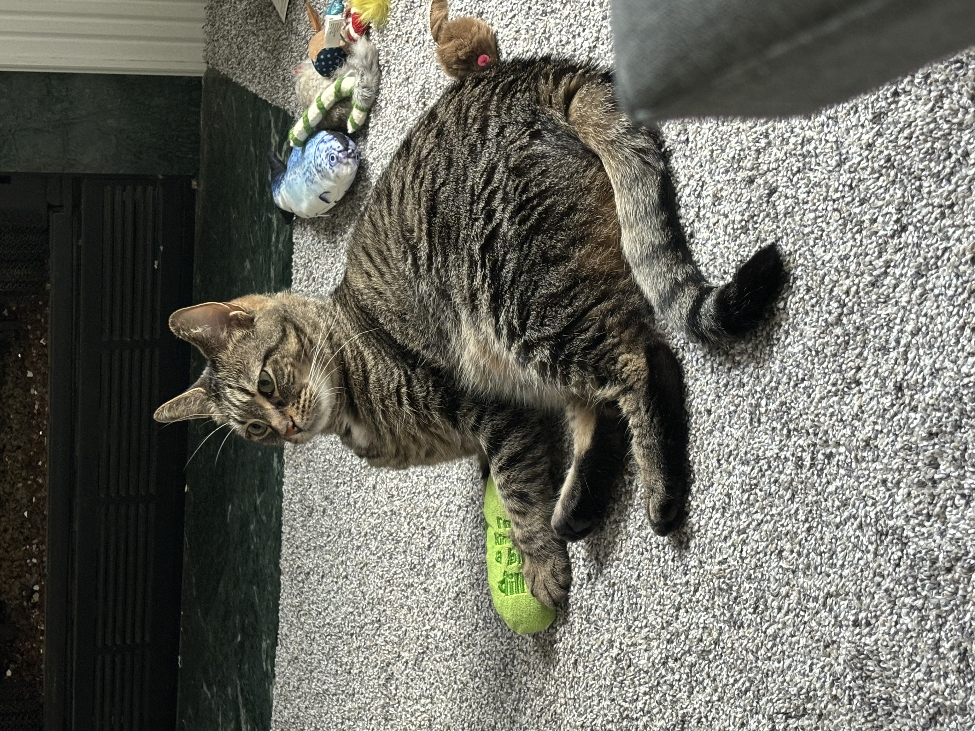 Penny, a Adoptable Domestic Short Hair in Joliet, IL image 1/2