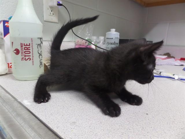 Enlarge BUTTONS, a Adoptable Domestic Short Hair in Augusta, GA image 1/1