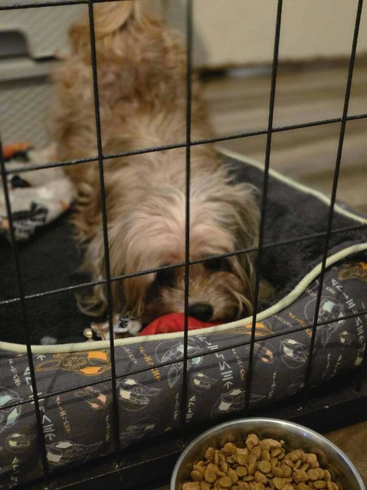 Rose, Adoptable, Senior Female Yorkshire Terrier.