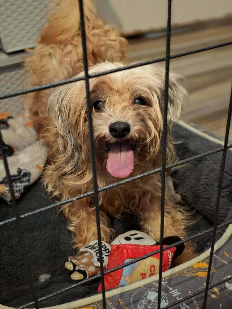 Enlarge Rose, a Adoptable Yorkshire Terrier in Chattanooga, TN image 4/6