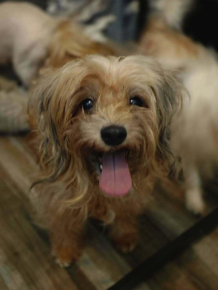 Enlarge Rose, a Adoptable Yorkshire Terrier in Chattanooga, TN image 5/6