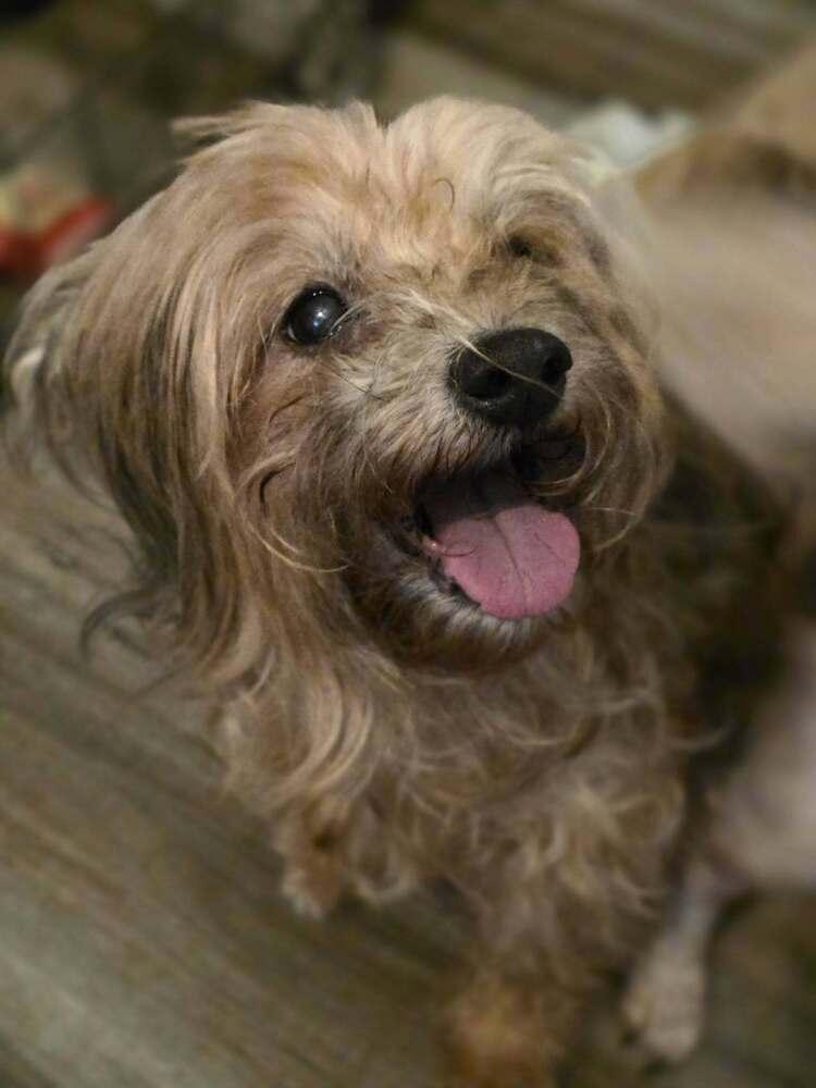 Enlarge Rose, a Adoptable Yorkshire Terrier in Chattanooga, TN image 6/6
