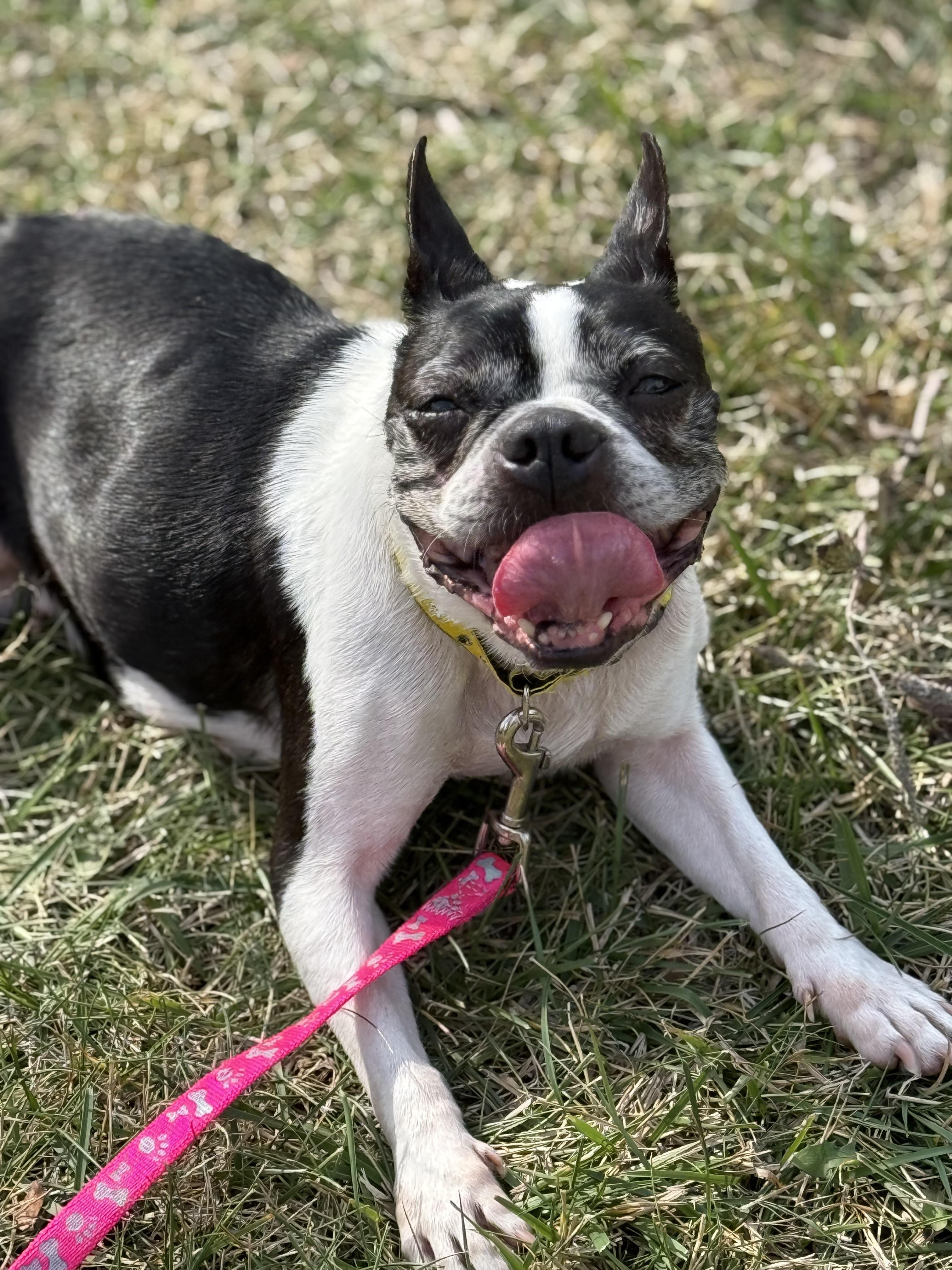 Buggy, Adoptable, Senior Female Boston Terrier.