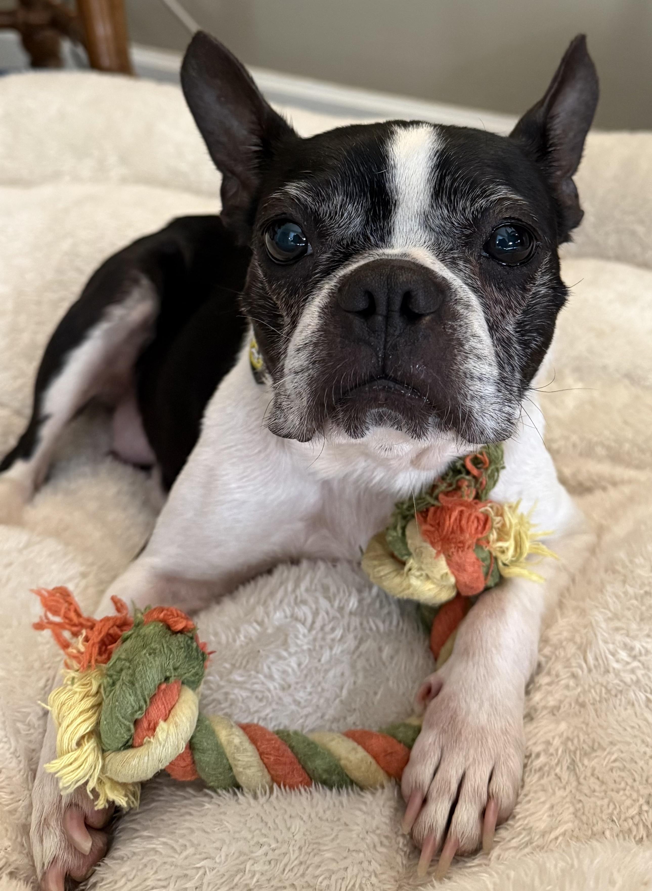 Buggy, a Adoptable Boston Terrier in Whitestown, IN image 2/2