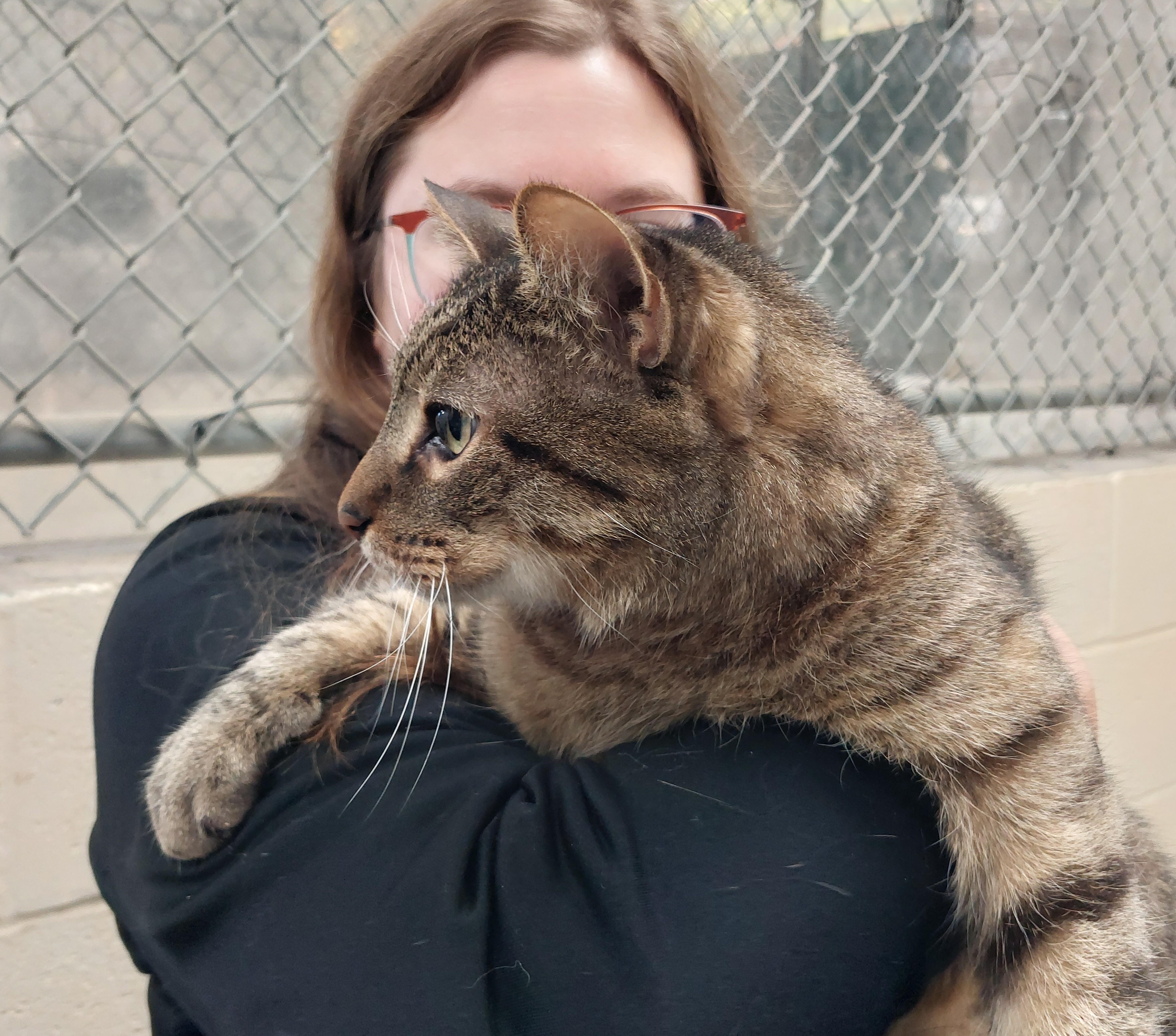 Enlarge Zeus, a Adoptable Domestic Short Hair in Rehoboth, MA image 1/1
