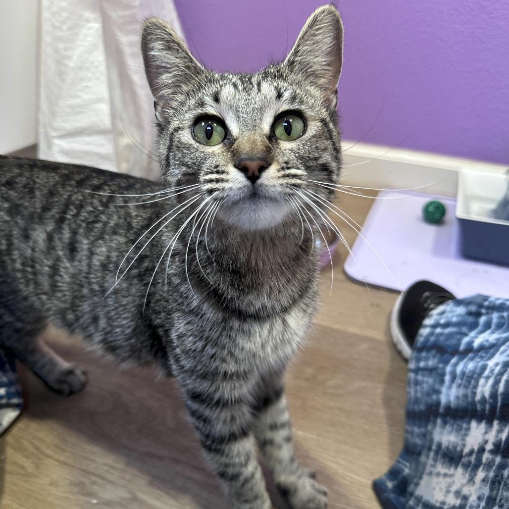 Enlarge Maisie Moonshadow 2026, a Adoptable Domestic Short Hair in Palmdale, CA image 1/1