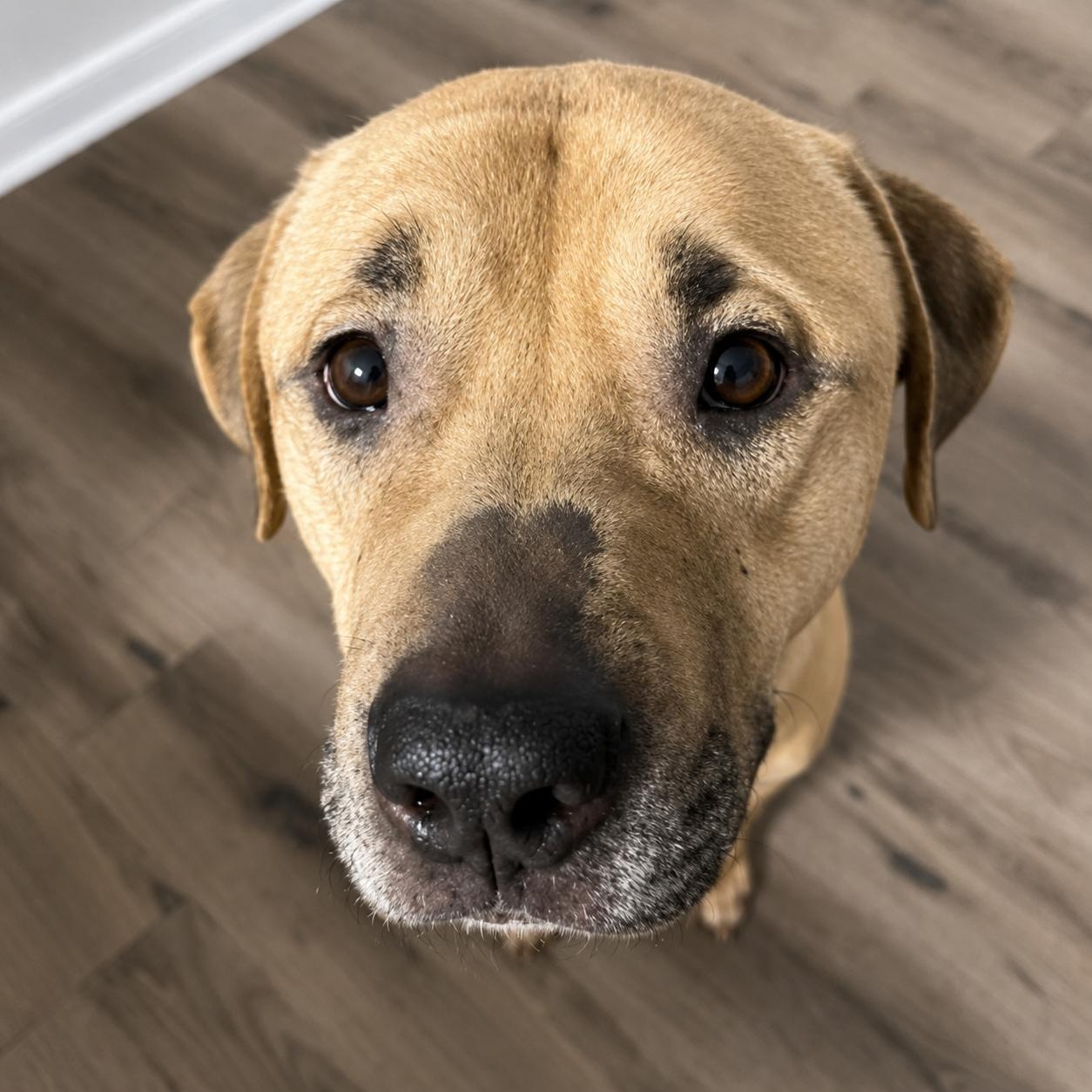 Cane, a Adoptable mixed breed in Naperville, IL image 3/6