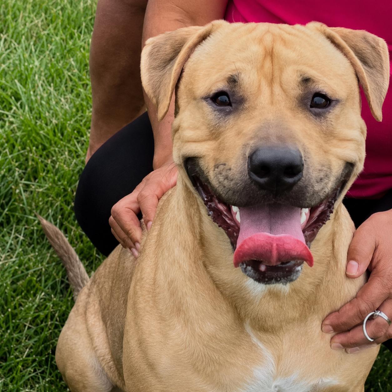 Cane, a Adoptable mixed breed in Naperville, IL image 2/6