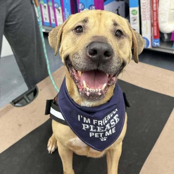 Cane, Adoptable, Adult Male Labrador Retriever & Pit Bull Terrier.