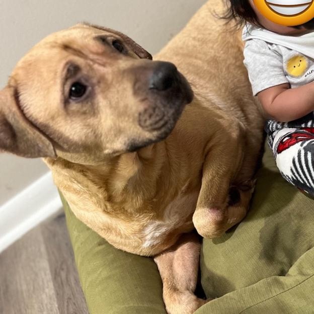 Cane, a Adoptable mixed breed in Naperville, IL image 4/6