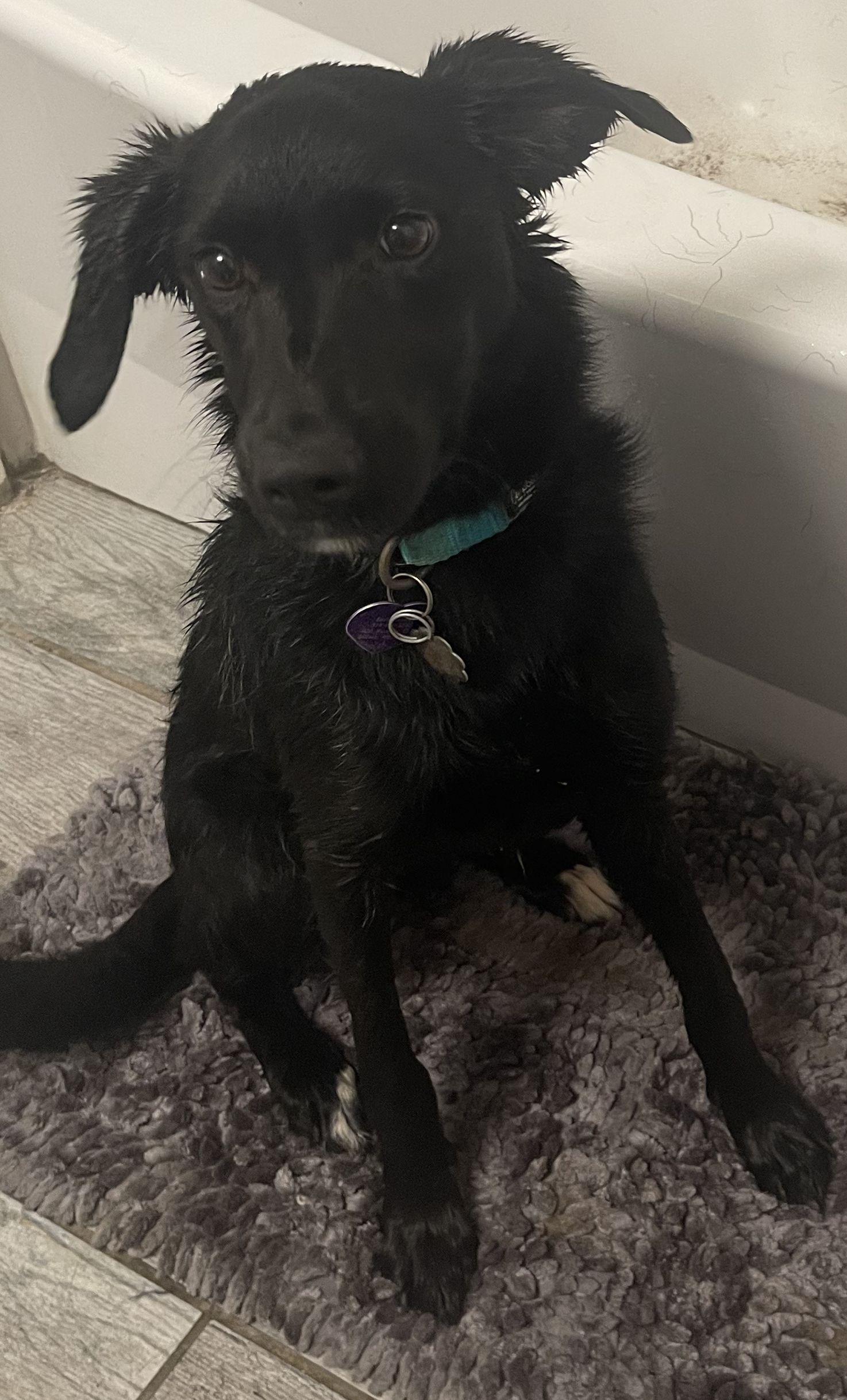 Enlarge Junie, a Adopted mixed breed in St Peters, MO image 3/4