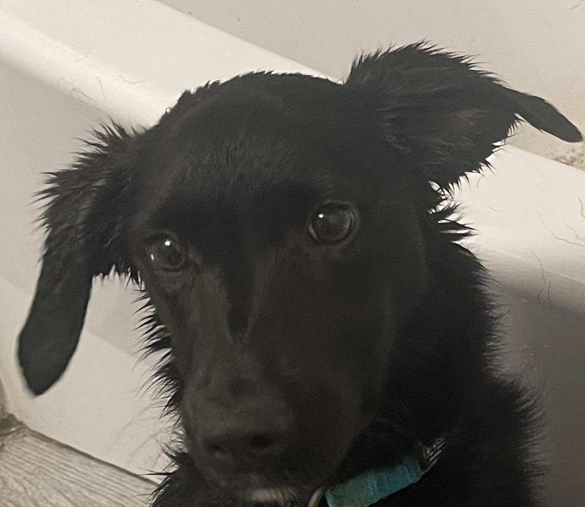 Enlarge Junie, a Adopted mixed breed in St Peters, MO image 2/4