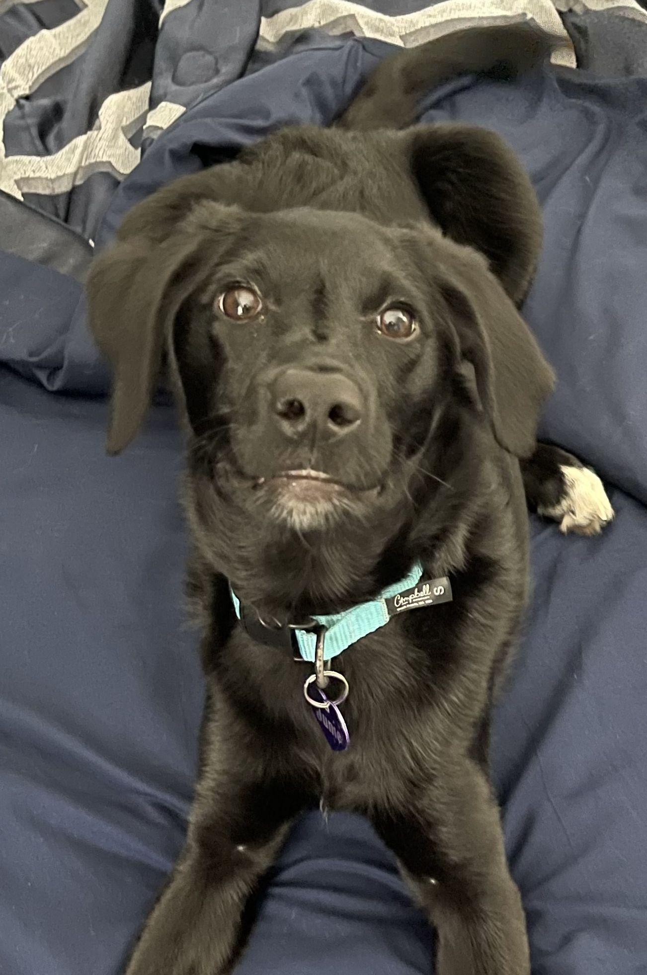 Enlarge Junie, a Adopted mixed breed in St Peters, MO image 4/4