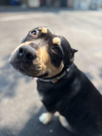Enlarge Brisket, a Adoptable Mixed Breed in Chicago, IL image 1/3