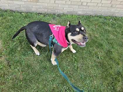 Brisket, Adoptable, Adult Female Mixed Breed & Mixed Breed.