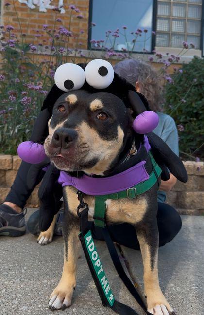 Enlarge Brisket, a Adoptable Mixed Breed in Chicago, IL image 3/3