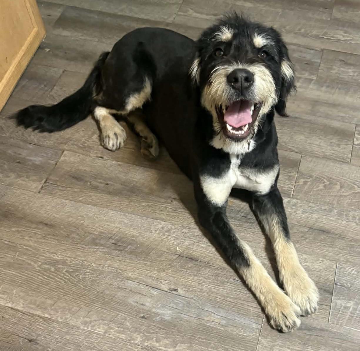 Donut , adopted, Young Female Bernadoodle.