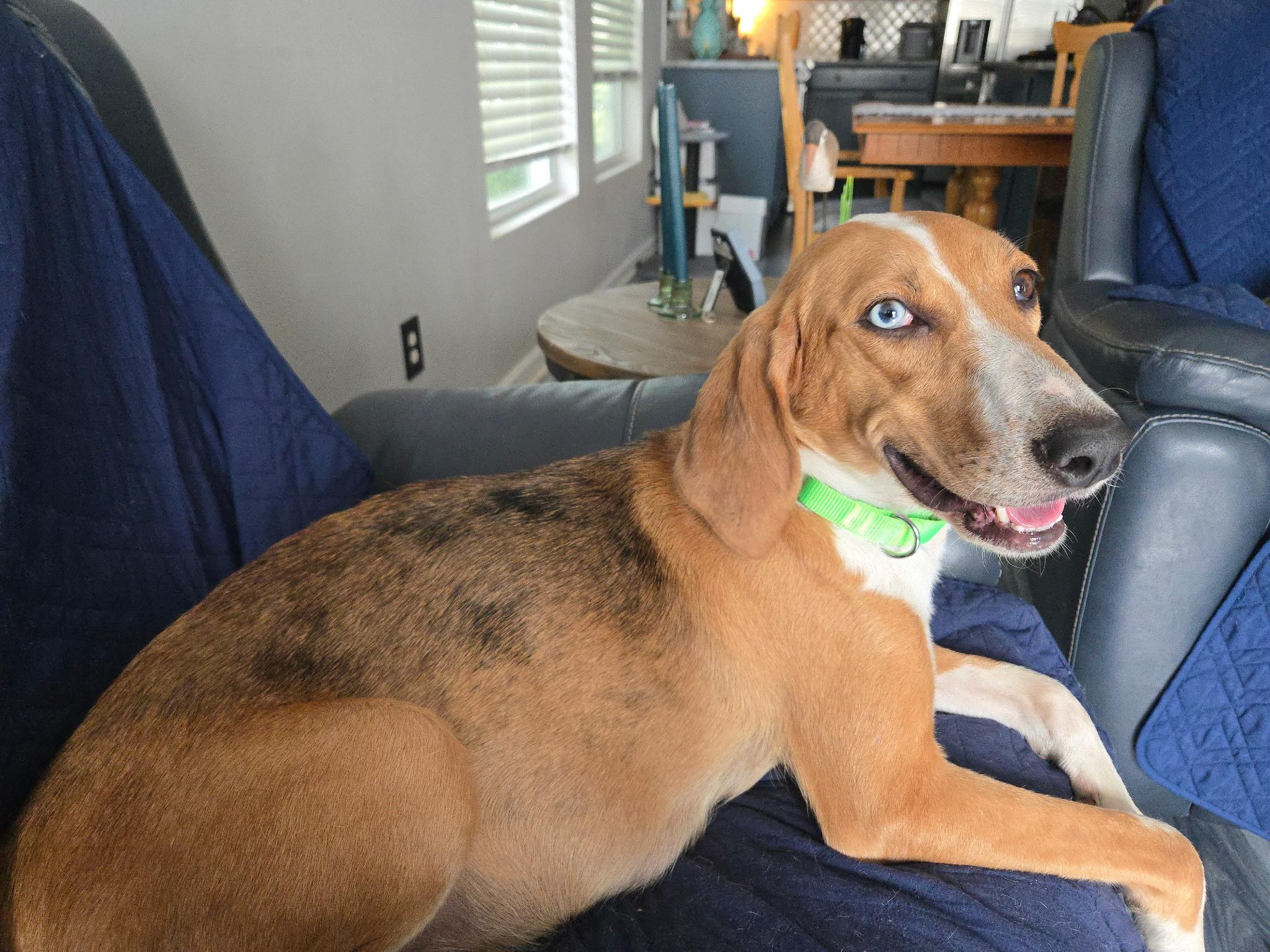 Nova