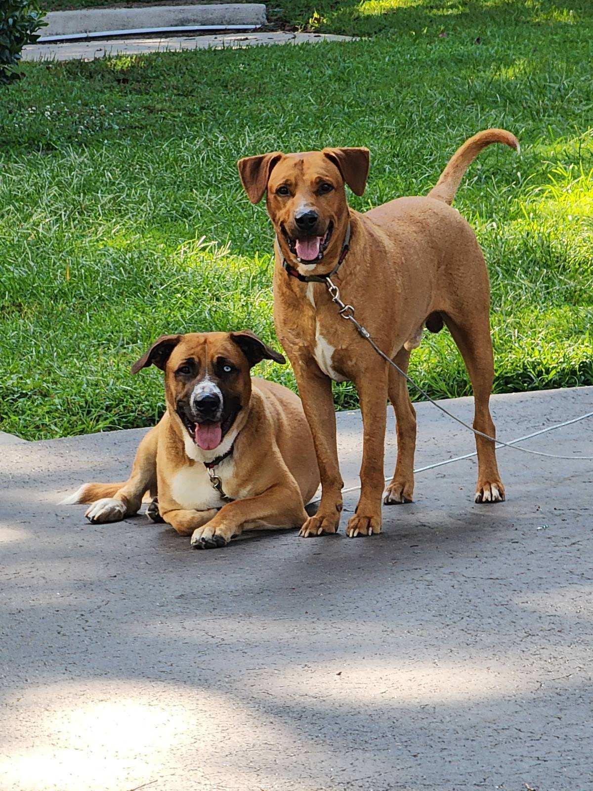 Blue and Bo, a Adoptable Mixed Breed in Greensboro, NC image 1/5
