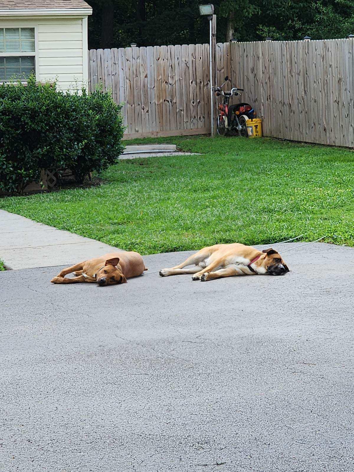 Blue and Bo, a Adoptable Mixed Breed in Greensboro, NC image 4/5