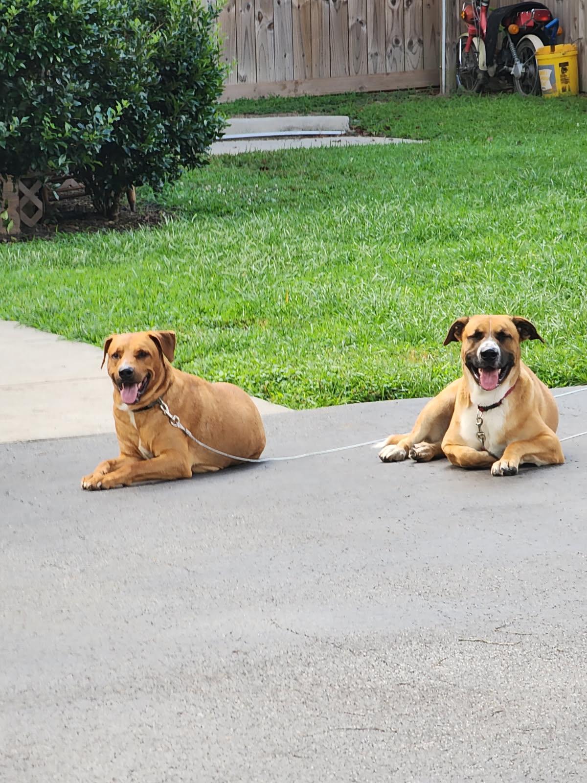 Blue and Bo, a Adoptable Mixed Breed in Greensboro, NC image 2/5
