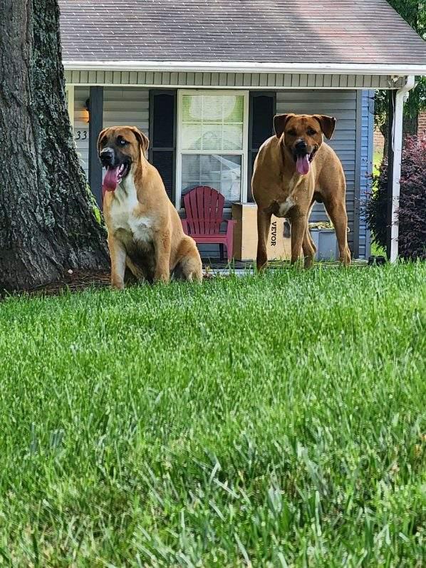 Blue and Bo, a Adoptable Mixed Breed in Greensboro, NC image 3/5